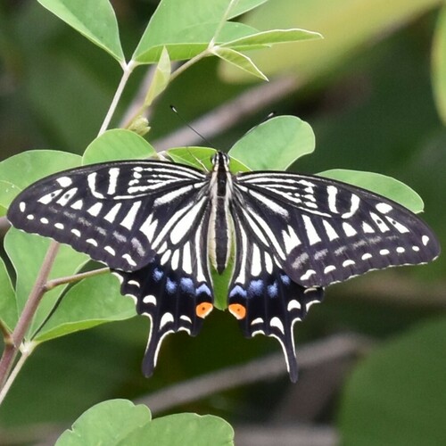Chinese Yellow Swallowtail photo 4