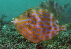 Mosaic Leatherjacket photo 3
