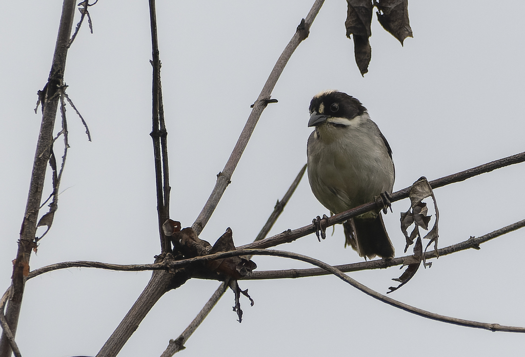 White-winged Brushfinch (Paynter's)