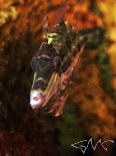 Beautiful leatherjacket (Meuschenia venusta) — Monacanthidae