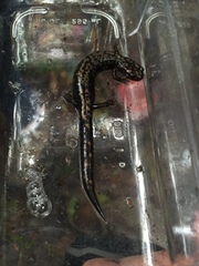 Plethodon welleri