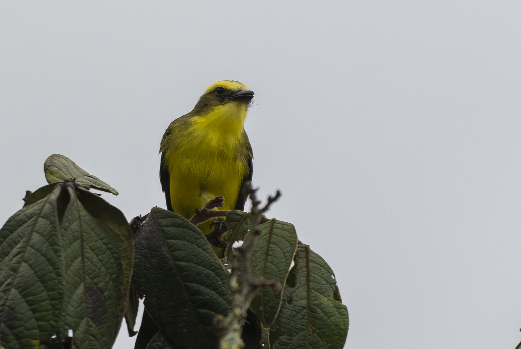 Lemon-browed Flycatcher (Conopias cinchoneti), photo 7