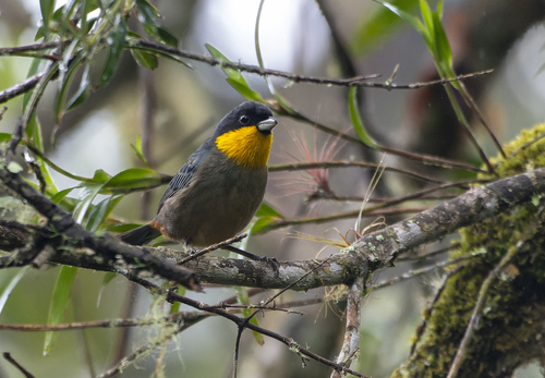 Yellow-throated Tanager (Iridosornis analis), photo 6
