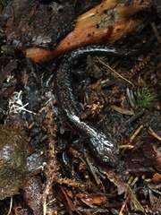 Plethodon welleri