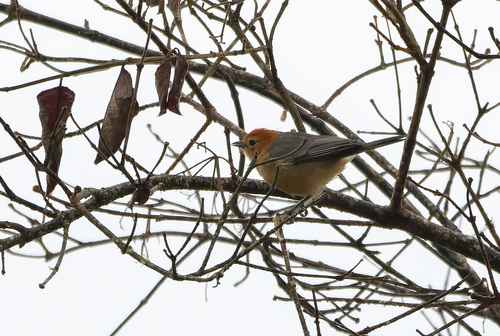 Buff-bellied Tanager (Thlypopsis inornata), photo 2