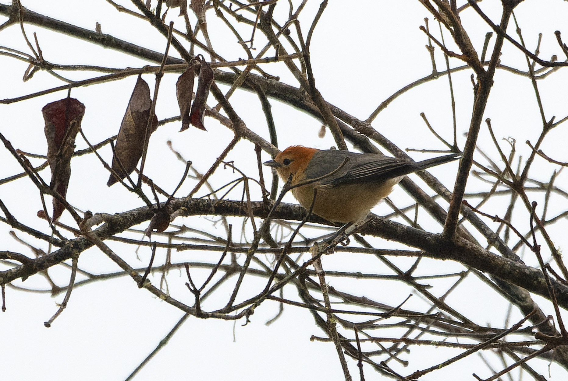 Buff-bellied Tanager (Thlypopsis inornata), photo 2
