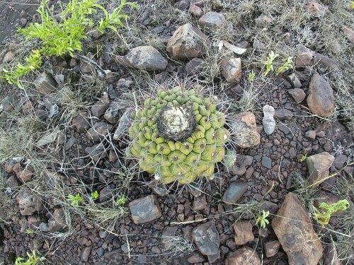 Discocactus ferricola