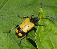 Brachyta bifasciata