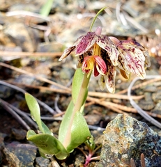 Fritillaria purdyi