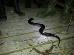 Amphiuma tridactylum