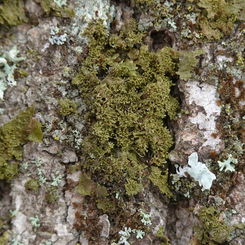 Lustrous Camouflage Lichen