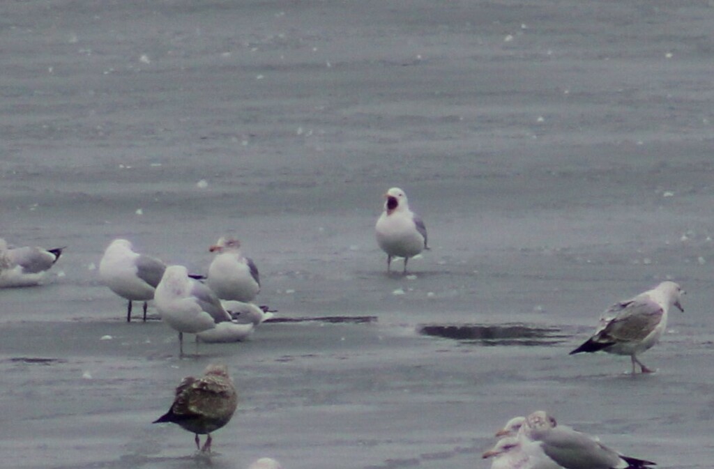 American Herring Gull from Van Buren Charter Township, MI, USA on