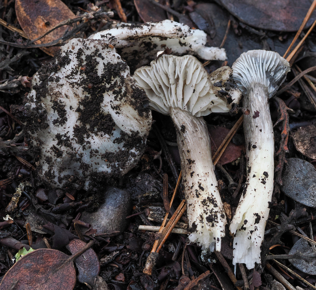 Hygrophorus sp. 'CA07'