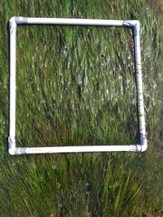 Zostera nigricaulis