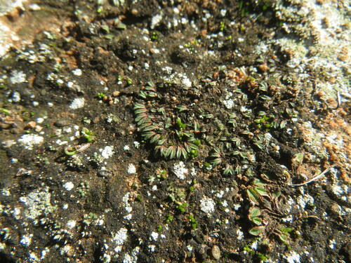 Image of Riccia campbelliana by no rights reserved