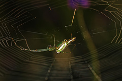 Leucauge kibonotensis