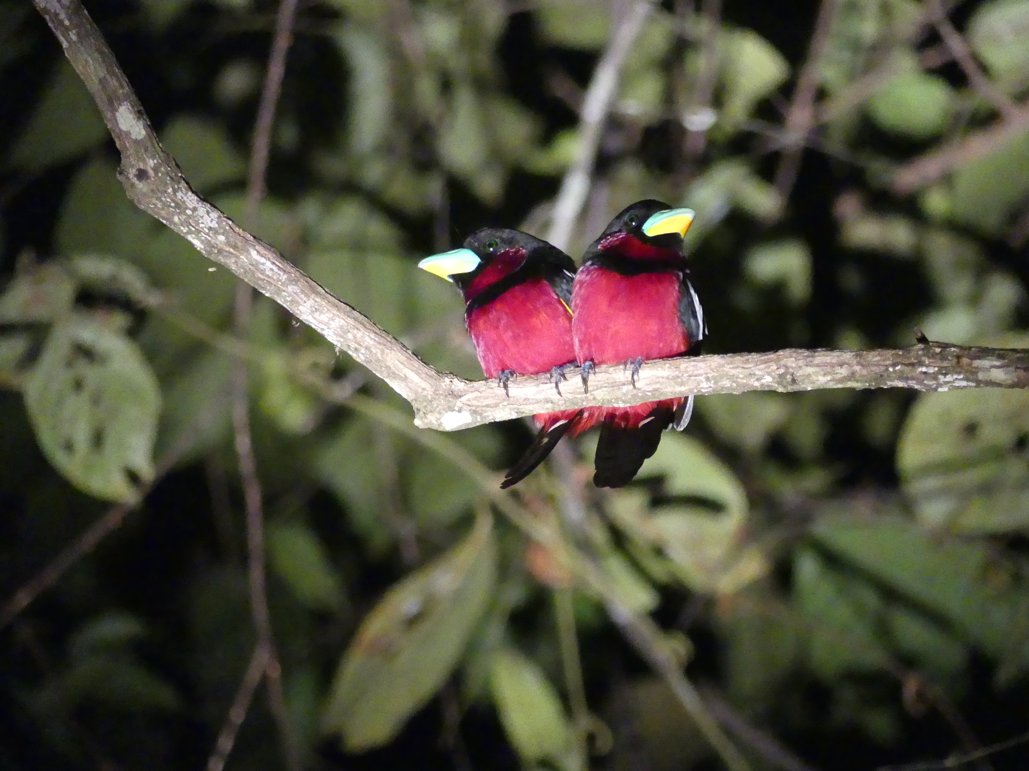 Black-and-red Broadbill (Cymbirhynchus macrorhynchos)