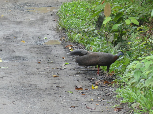 Argus géant (Argusianus argus)