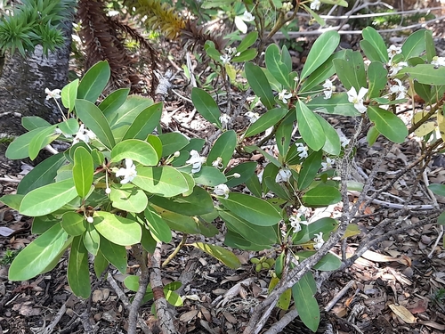Drimys andina (Drimys andina)