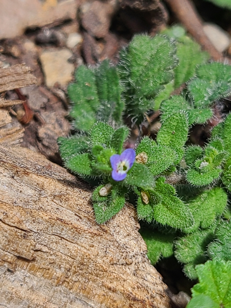 Vic Speedwell corn speedwell from Kilsyth VIC 3137, Australia on February 2, 2024 at ...