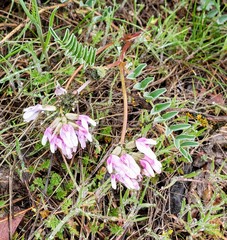 Astragalus cibarius