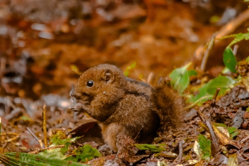 Three-striped Ground Squirrel