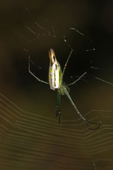 Leucauge kibonotensis