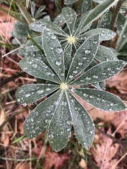 Lupinus rivularis