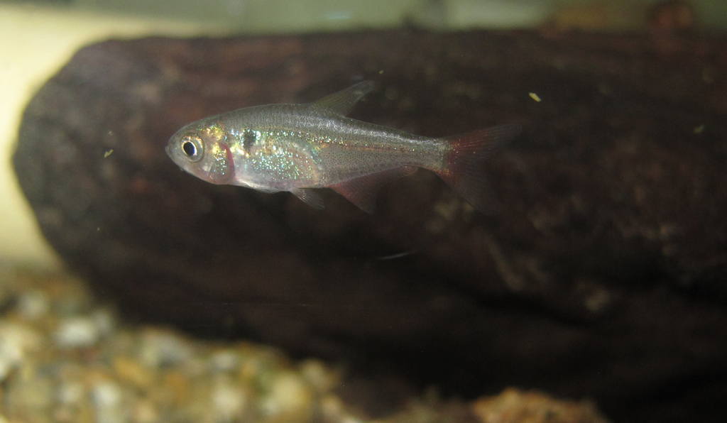 Ecuadorian tetra (Hyphessobrycon ecuadoriensis) — Characidae