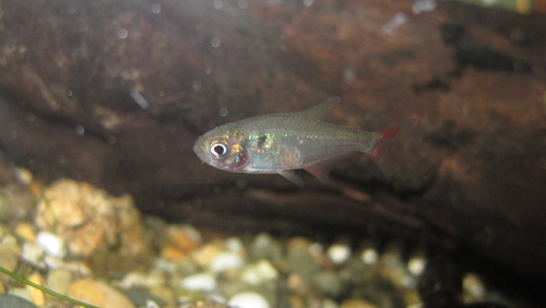 Ecuadorian tetra (Hyphessobrycon ecuadoriensis) — Characidae