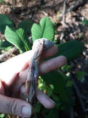 Archips rileyana