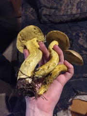 Retiboletus