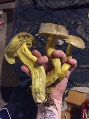 Retiboletus