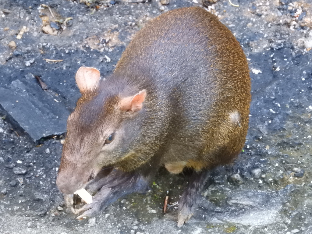 Red-rumped Agouti from Tunapuna/Piarco Regional Corporation, Trinidad ...