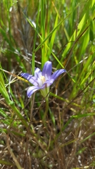 Brodiaea terrestris terrestris