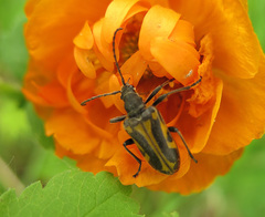 Brachyta interrogationis