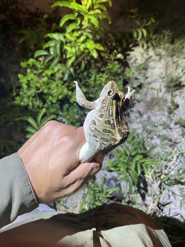 Miranda's White-lipped Frog
