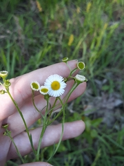 Erigeron tenuis