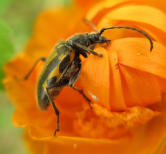 Brachyta interrogationis