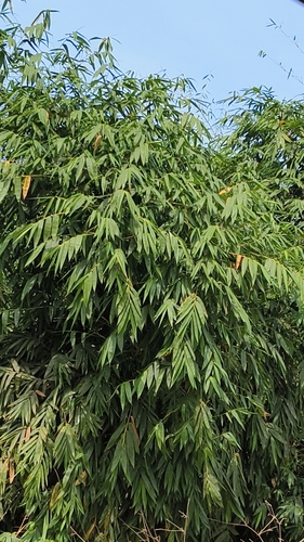 Dendrocalamus latiflorus iNat (3)