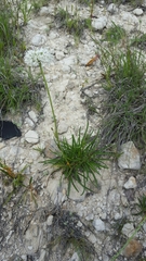 Marshallia caespitosa