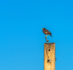 Acridotheres tristis