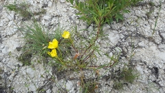 Oenothera macrocarpa