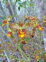 Cyrtopodium macrobulbon