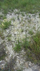 Hymenopappus