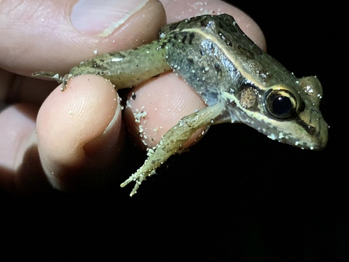 Lithobates brownorum