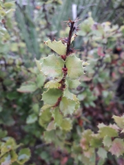 Berberis actinacantha