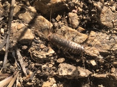 Ctenolepisma ciliatum