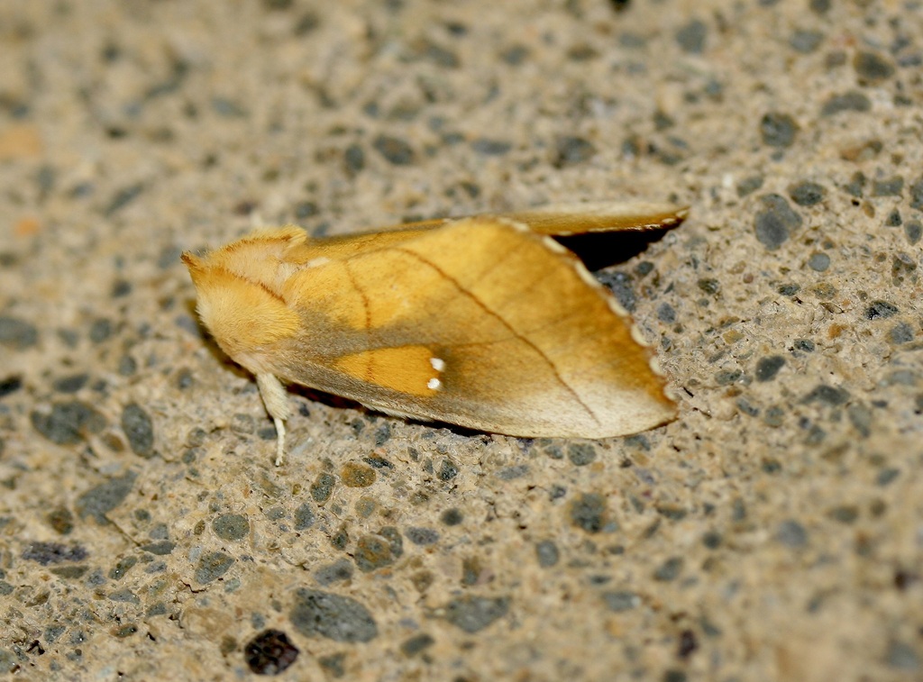 White-dotted Prominent from Bothe-Napa Valley State Park, 3801 St ...