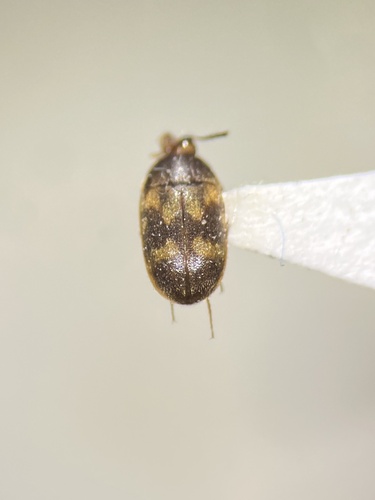 Stored Grain Fungus Beetle photo 4